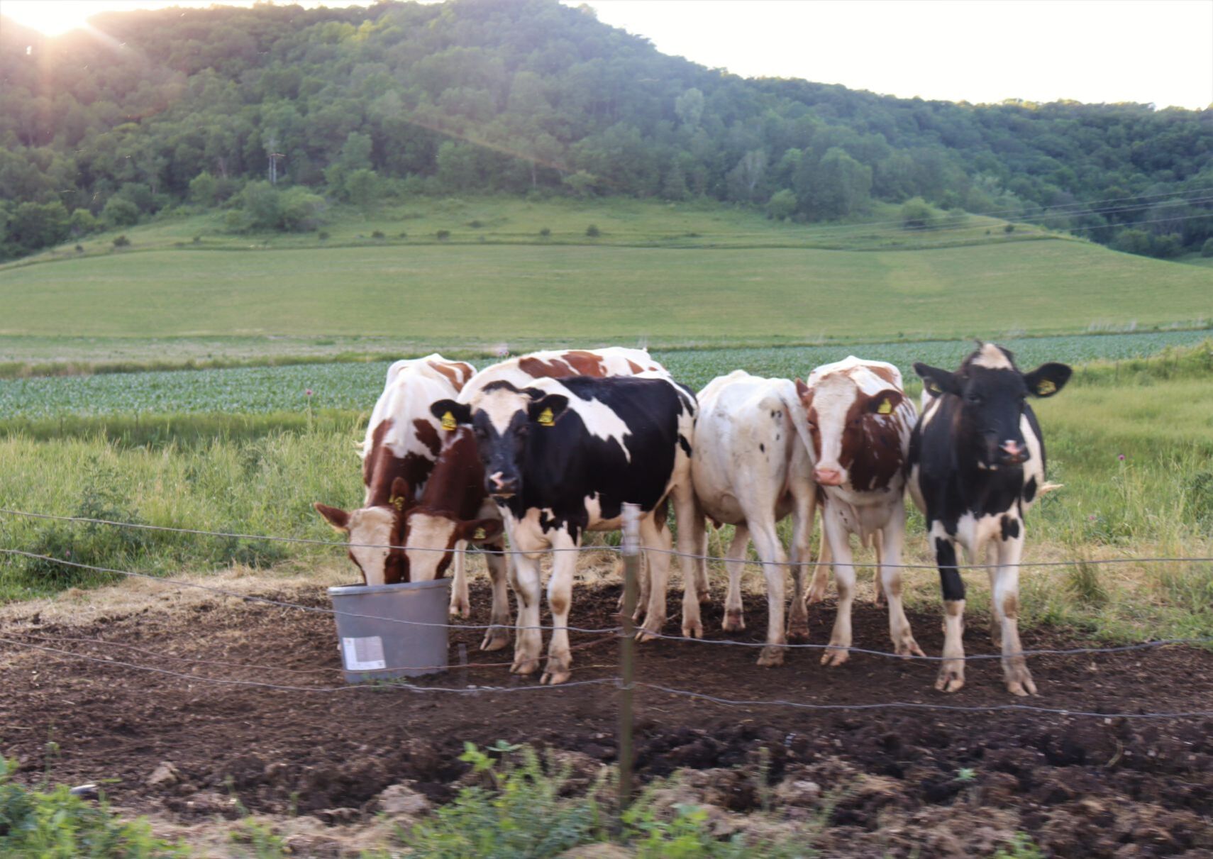 Dairyland